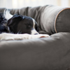 Load image into Gallery viewer, Sofa Dog Bed 2022