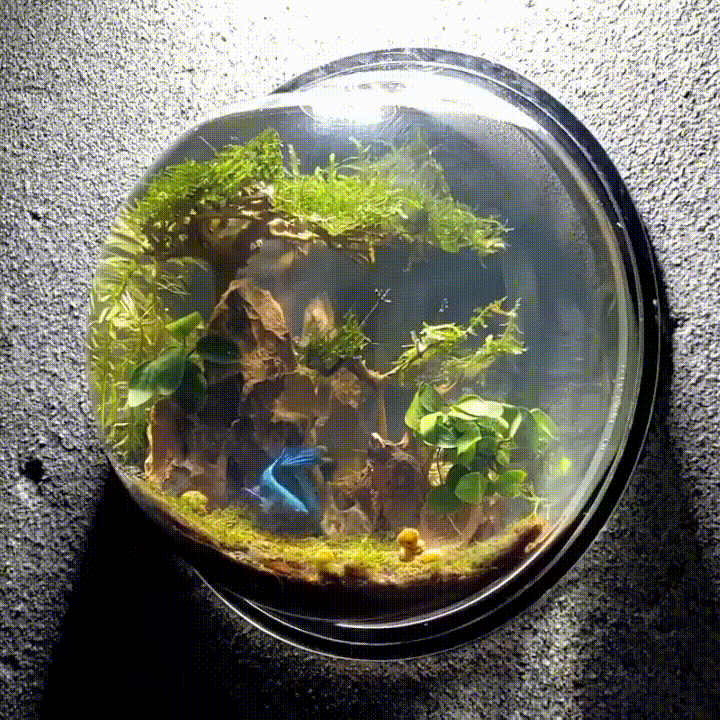 Wall Hanging Acrylic Fish Tank 🐟💦