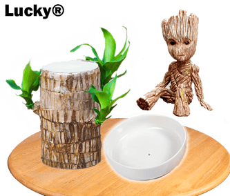 Lucky Wood Plant for Desk Decoration