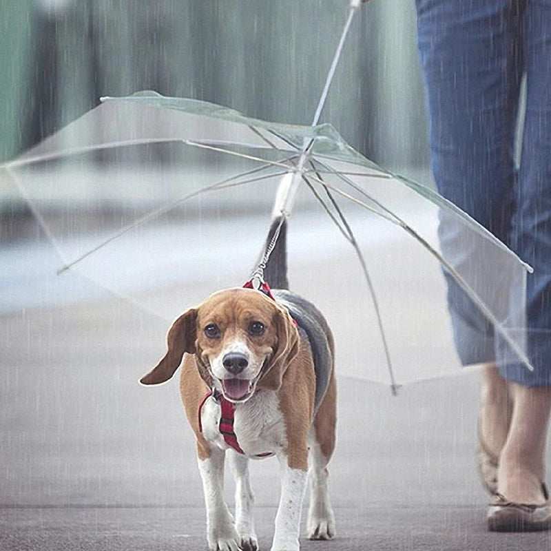 Transparent Dog Umbrella